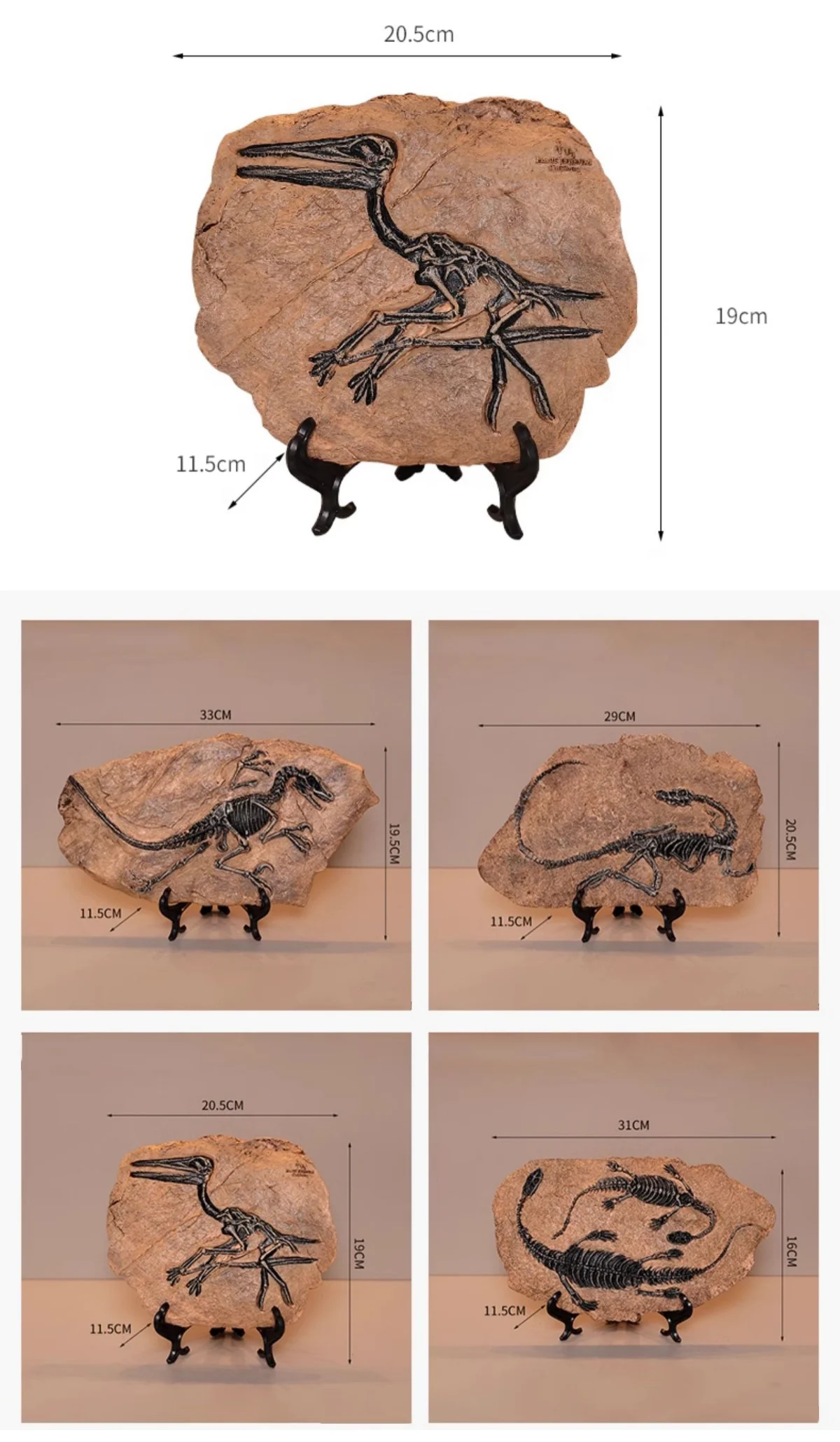 Realistic Dinosaur Fossil Skeleton Replica Desktop Decor Dimensions of four different dinosaur fossil replicas