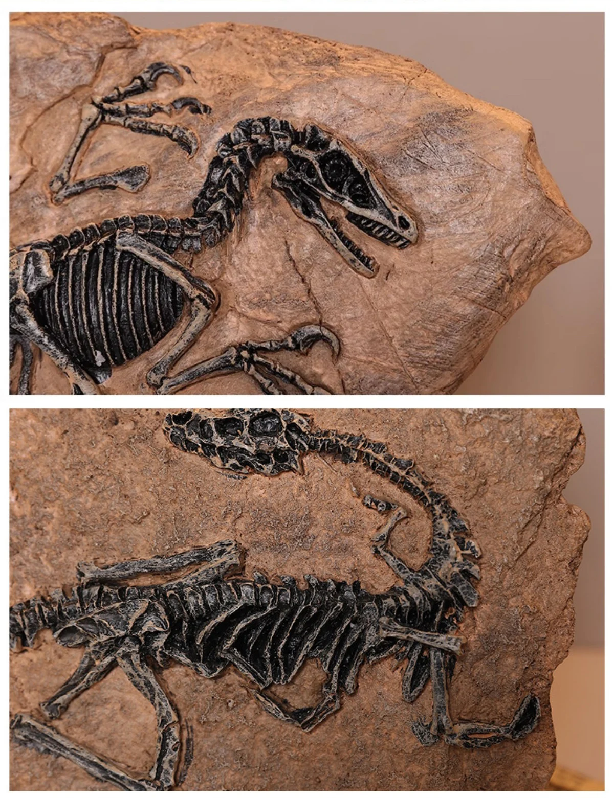 Realistic Dinosaur Fossil Skeleton Replica Desktop Decor Close up details of a dinosaur fossil replica skeleton