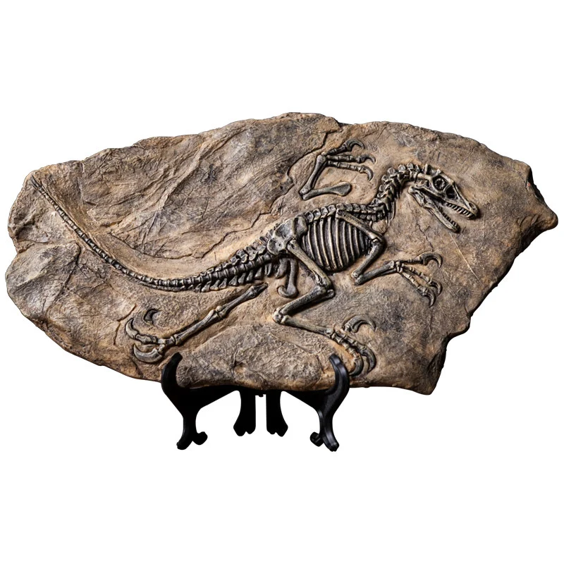 main dinosaur fossil model 05 Detailed view of a dinosaur fossil skeleton model