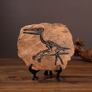 Pterosaur fossil replica on a black display stand