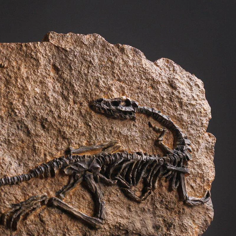 main dinosaur fossil statue 04 Detailed view of a dinosaur skeleton fossil replica