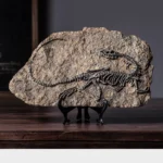 Sinosauropteryx Fossil Decor