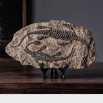 Ornithomimus Fossil Decor