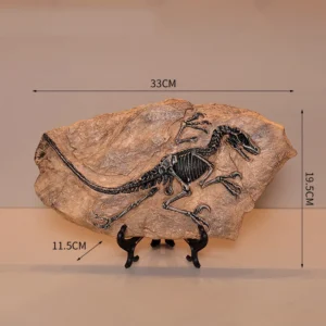 Tyrannosaurus Fossil Replica