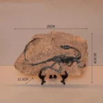 Sinosauropteryx Fossil Replica