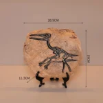 Pterosaur Fossil Replica
