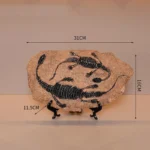 Ornithomimus Fossil Replica