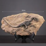 Velociraptor Fossil Decor