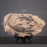 Double Dinosaur Fossil Decor