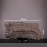 Plesiosaur Fossil Decor
