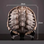 Oracle Turtle Shell Decor