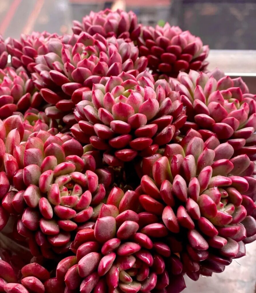 100 Beautiful Succulent Varieties for Easy Indoor Care