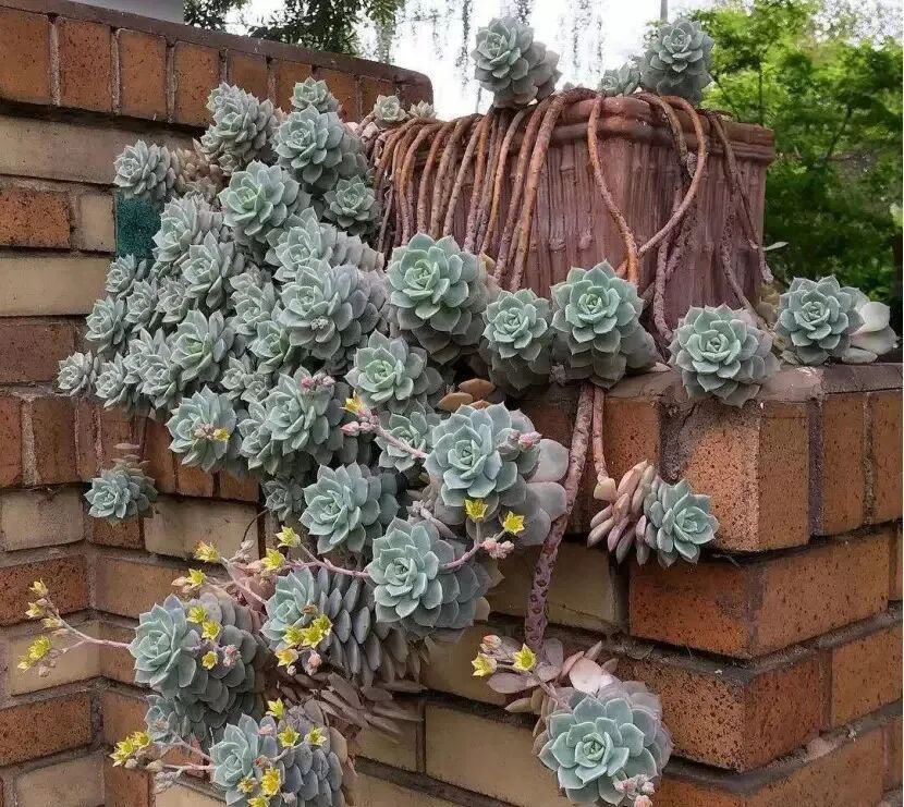 100 beautiful succulent varieties for easy indoor care