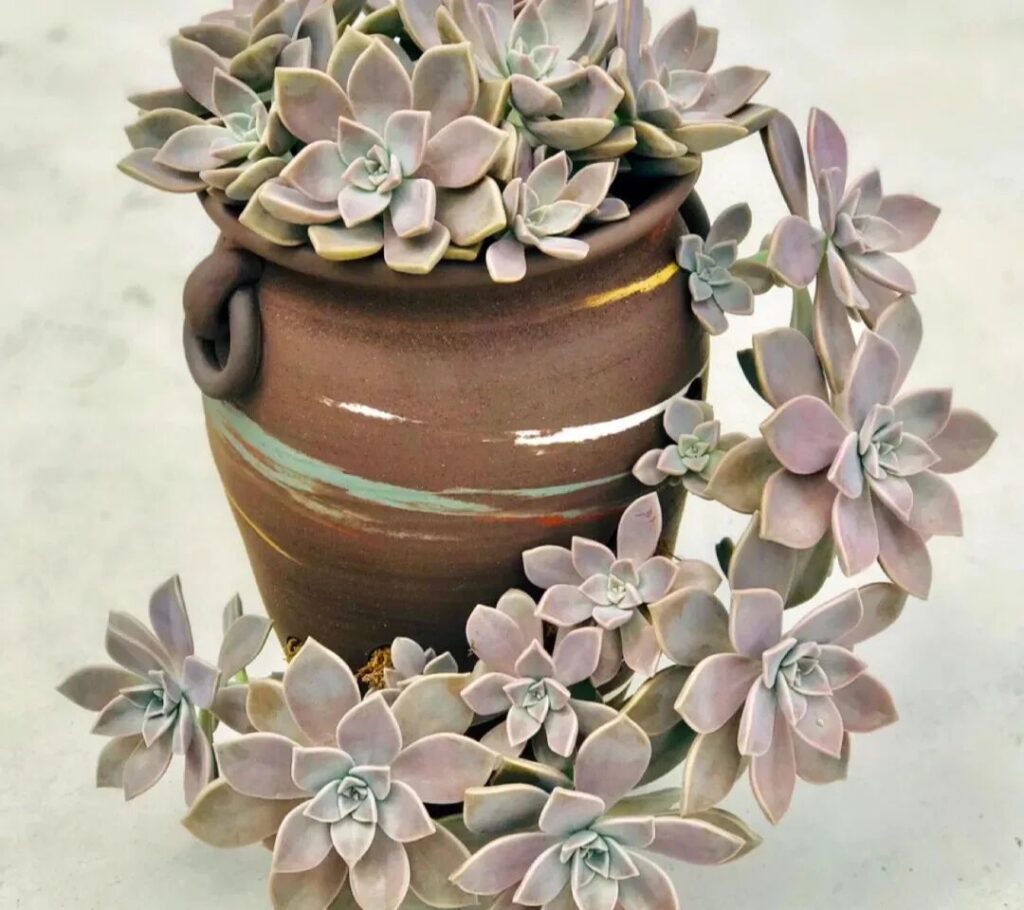 100 beautiful succulent varieties for easy indoor care