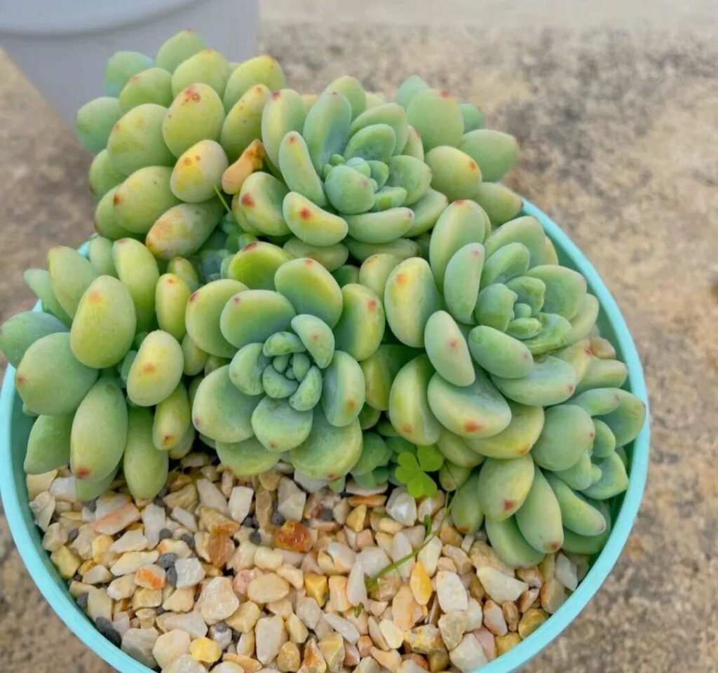 100 beautiful succulent varieties for easy indoor care