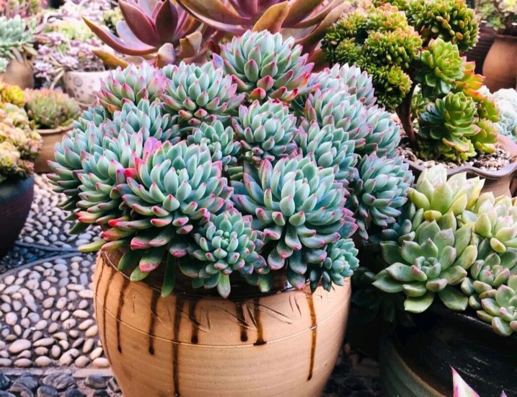 100 beautiful succulent varieties for easy indoor care