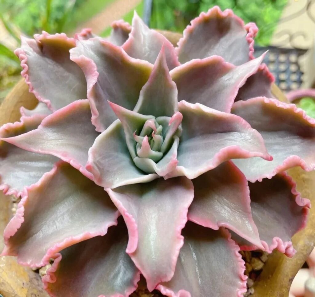 100 beautiful succulent varieties for easy indoor care