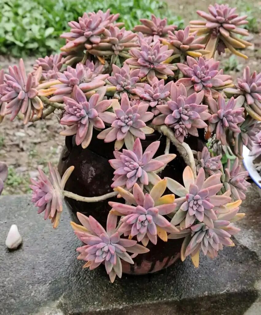100 beautiful succulent varieties for easy indoor care