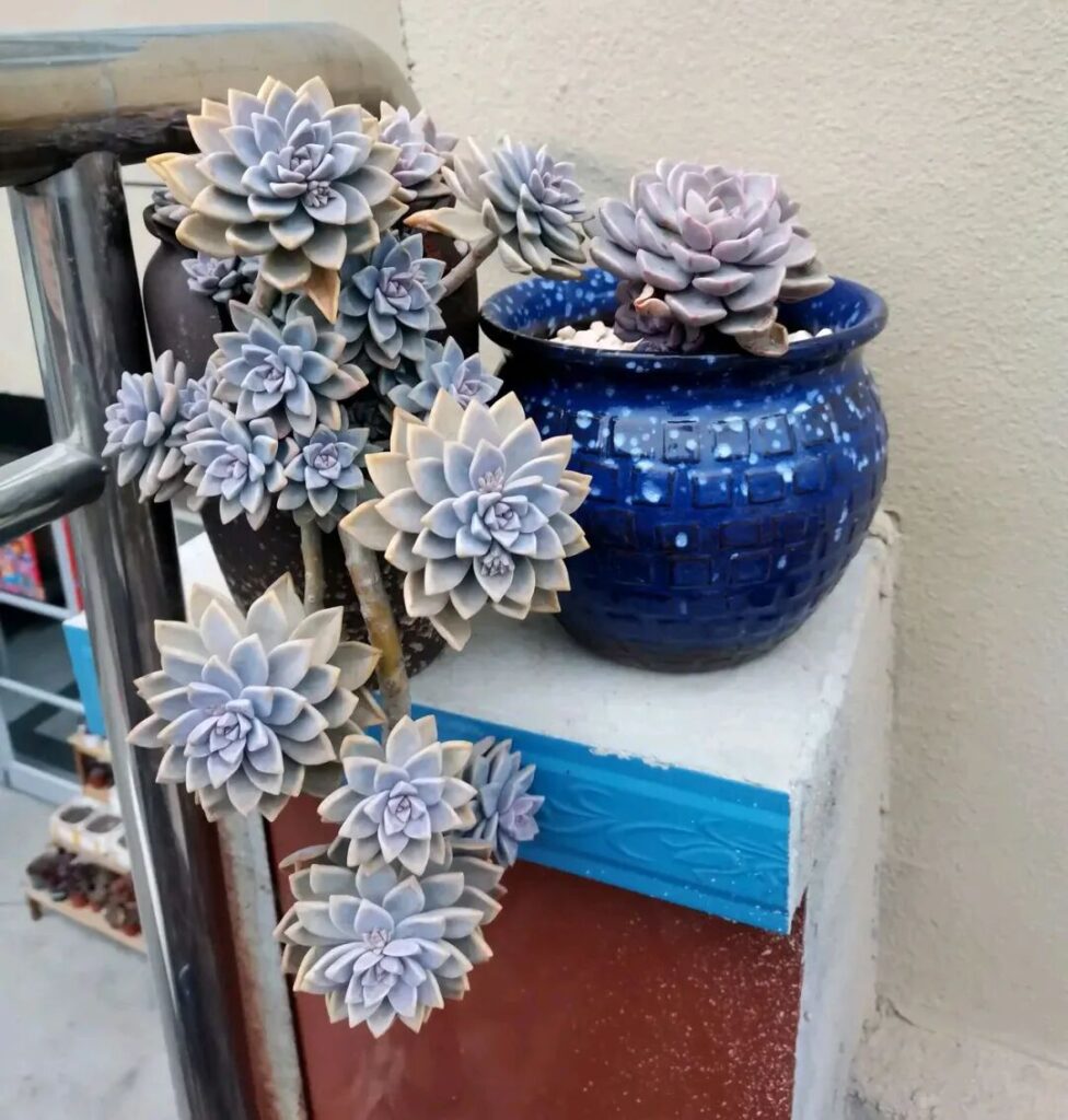 100 beautiful succulent varieties for easy indoor care