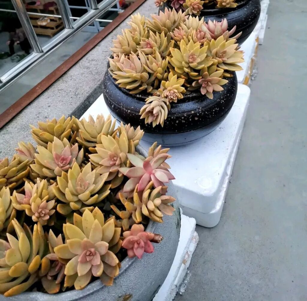 100 beautiful succulent varieties for easy indoor care