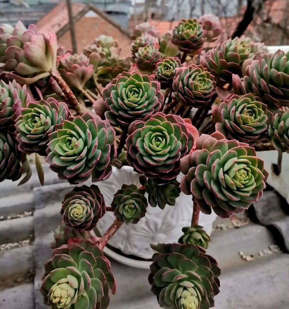 100 beautiful succulent varieties for easy indoor care