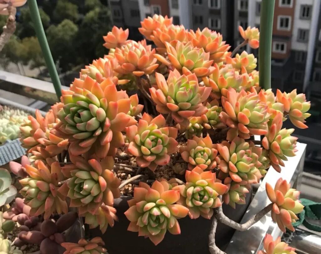 100 beautiful succulent varieties for easy indoor care
