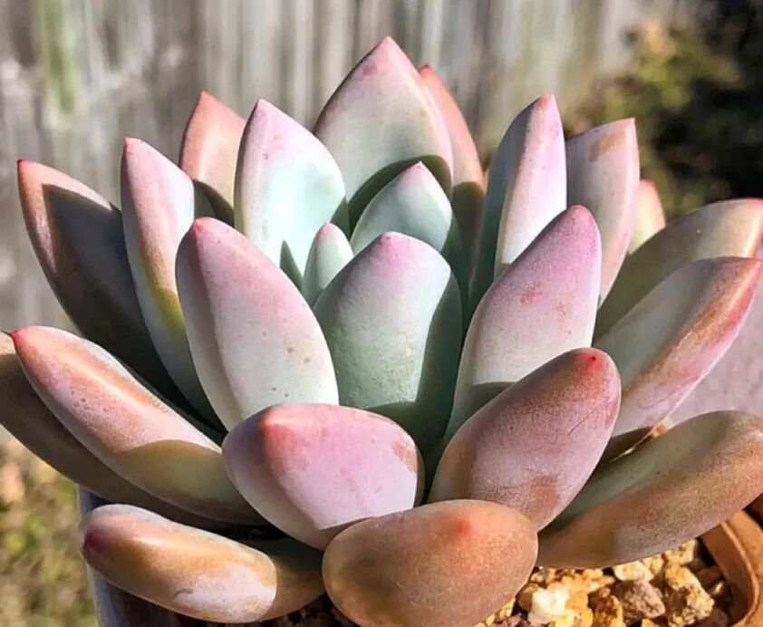 100 beautiful succulent varieties for easy indoor care