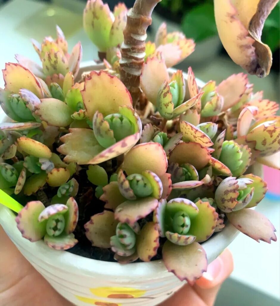 100 beautiful succulent varieties for easy indoor care