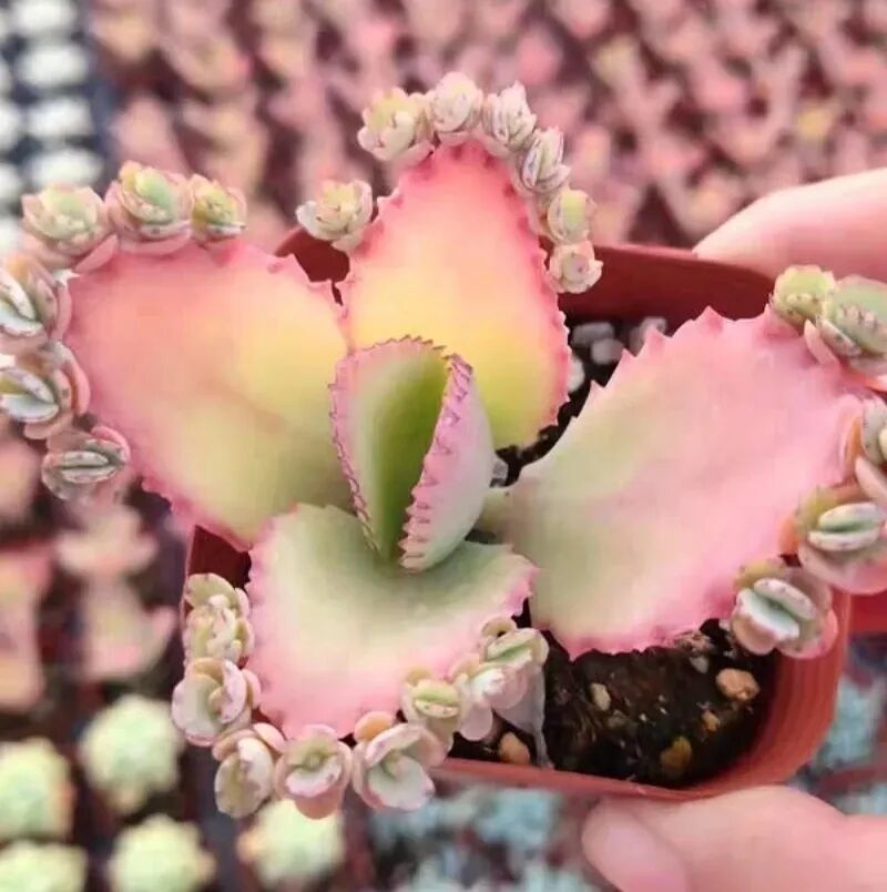100 beautiful succulent varieties for easy indoor care