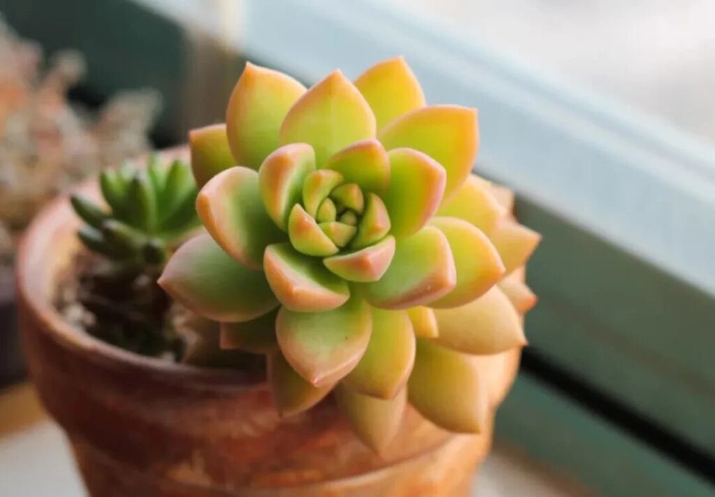 100 beautiful succulent varieties for easy indoor care