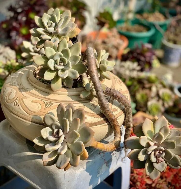 100 beautiful succulent varieties for easy indoor care