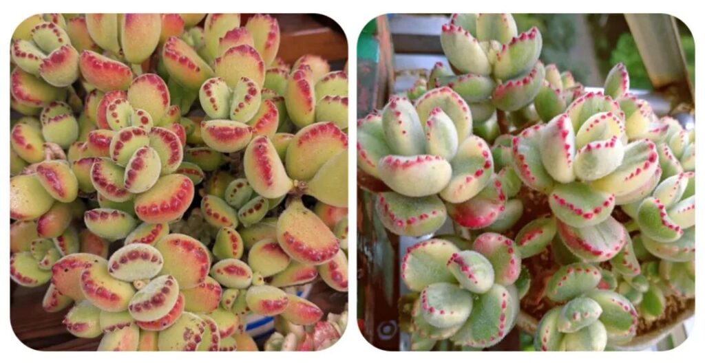 100 beautiful succulent varieties for easy indoor care