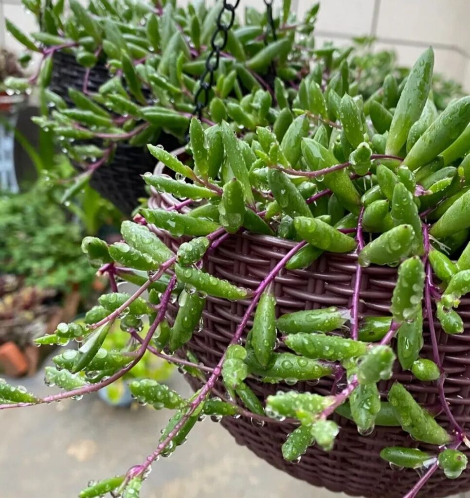 100 beautiful succulent varieties for easy indoor care