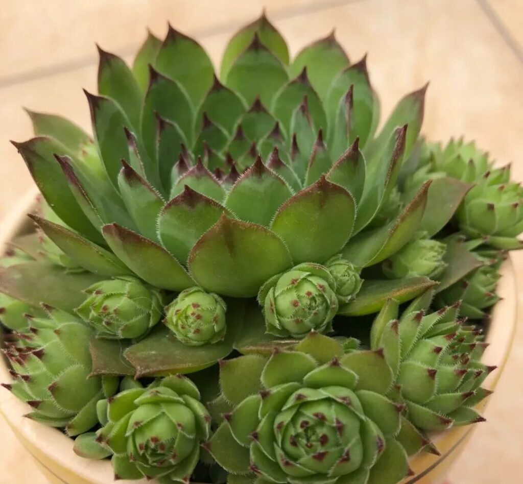 100 beautiful succulent varieties for easy indoor care