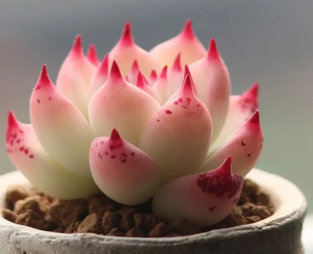 100 beautiful succulent varieties for easy indoor care