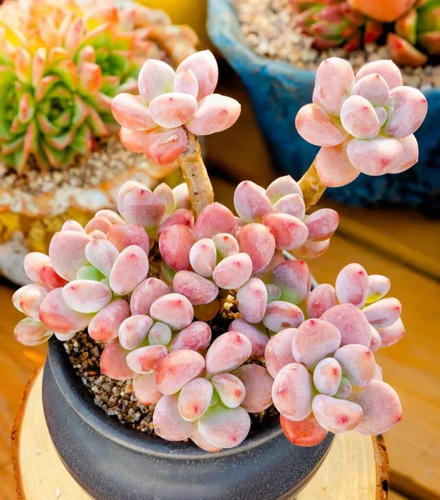 100 beautiful succulent varieties for easy indoor care