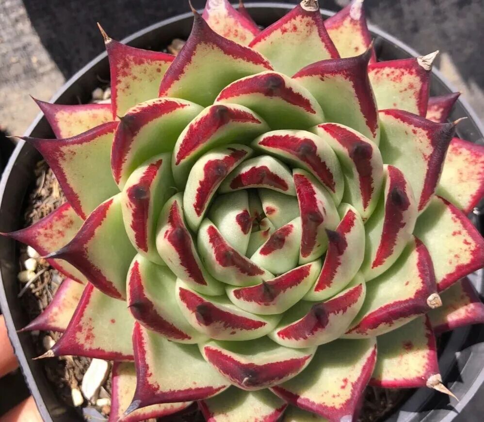 100 beautiful succulent varieties for easy indoor care