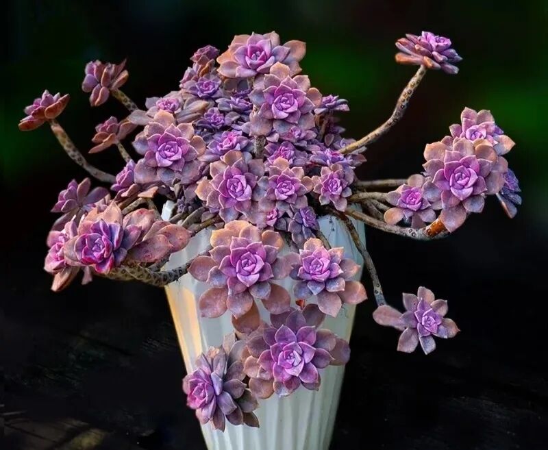 100 beautiful succulent varieties for easy indoor care
