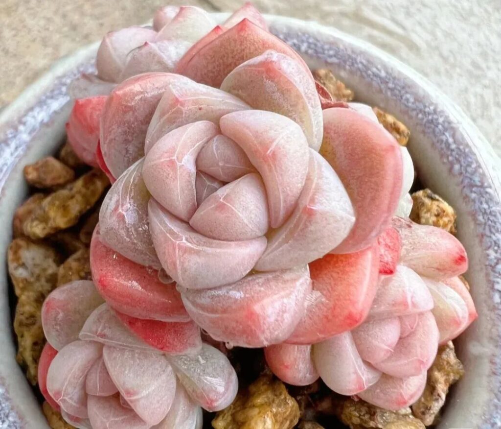 100 beautiful succulent varieties for easy indoor care