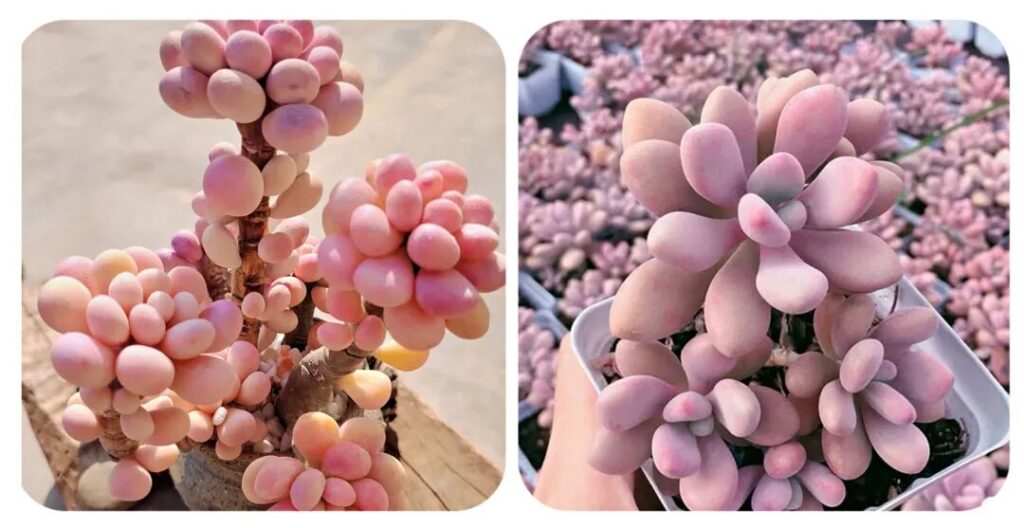 100 beautiful succulent varieties for easy indoor care