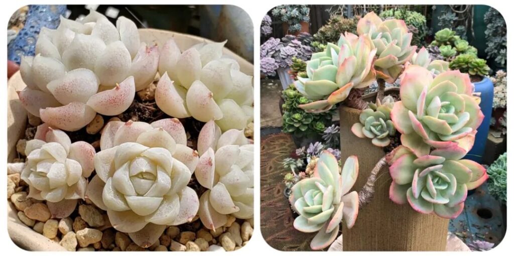 100 beautiful succulent varieties for easy indoor care