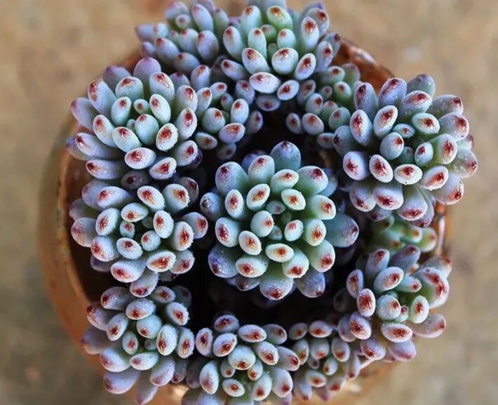 100 beautiful succulent varieties for easy indoor care