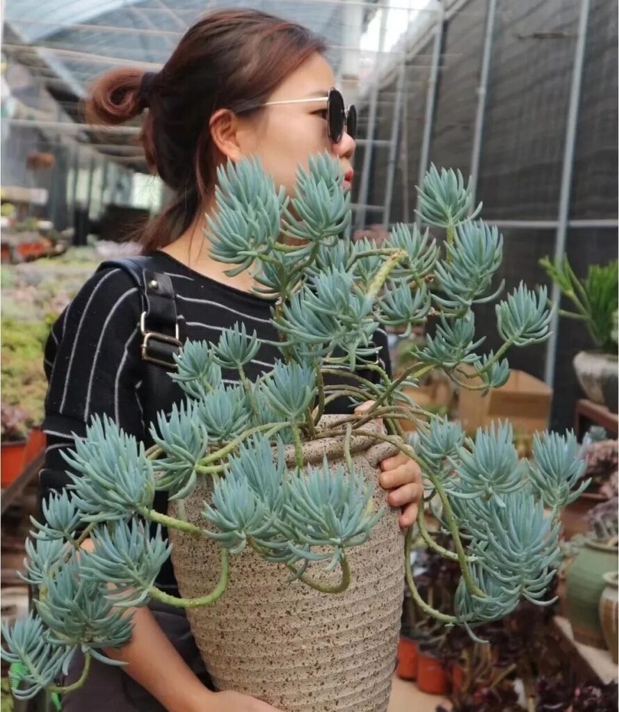 100 beautiful succulent varieties for easy indoor care