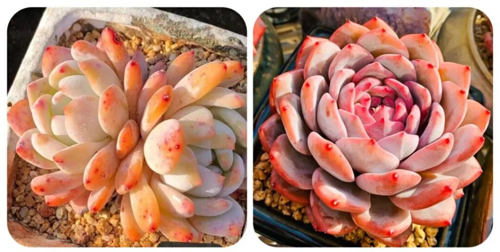 100 beautiful succulent varieties for easy indoor care