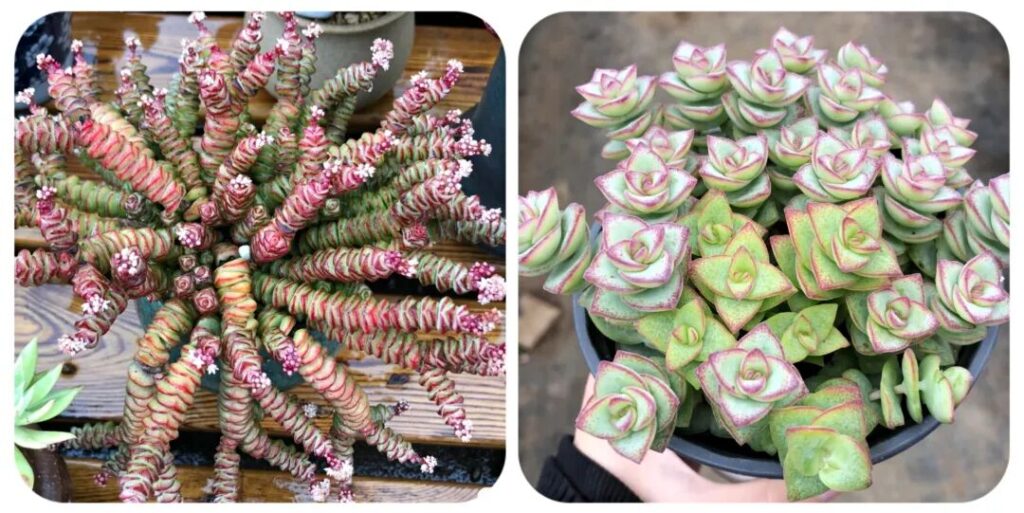 100 beautiful succulent varieties for easy indoor care