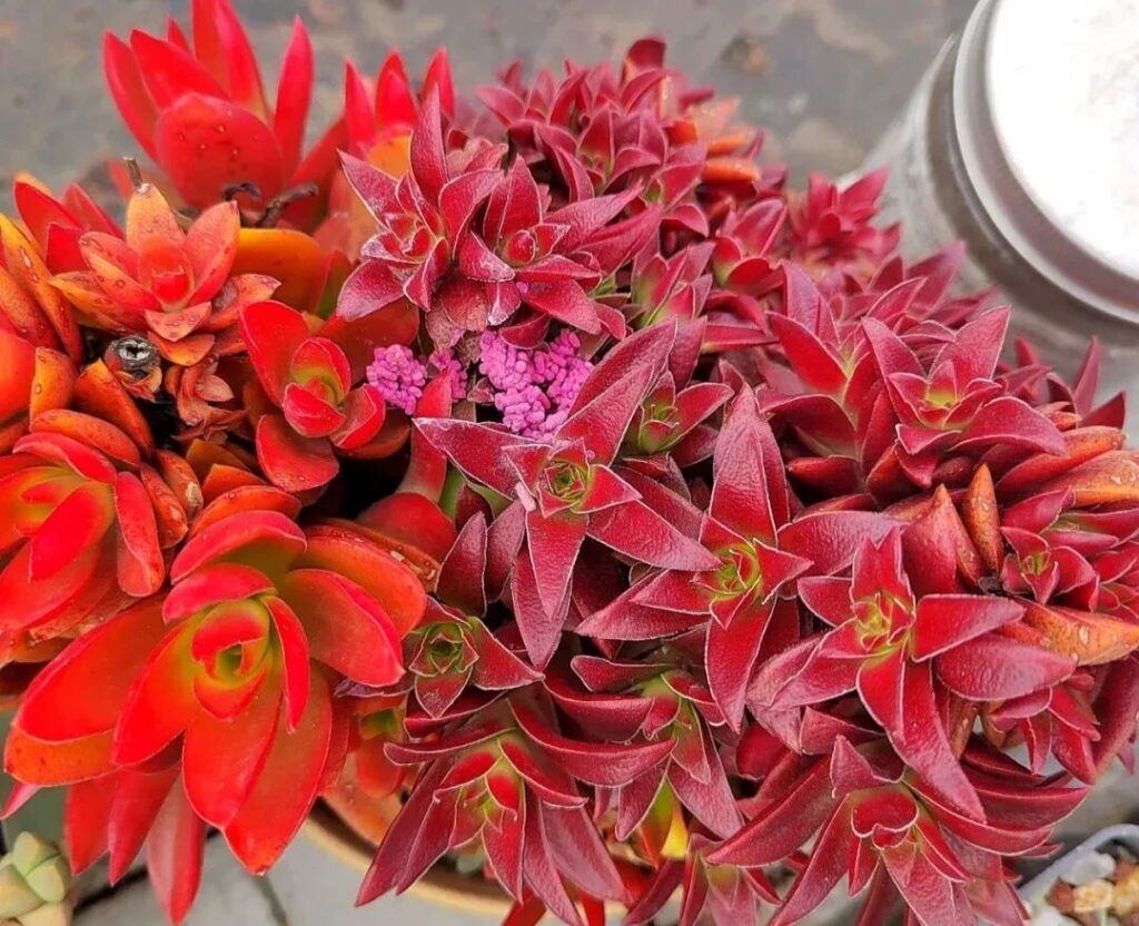 100 beautiful succulent varieties for easy indoor care