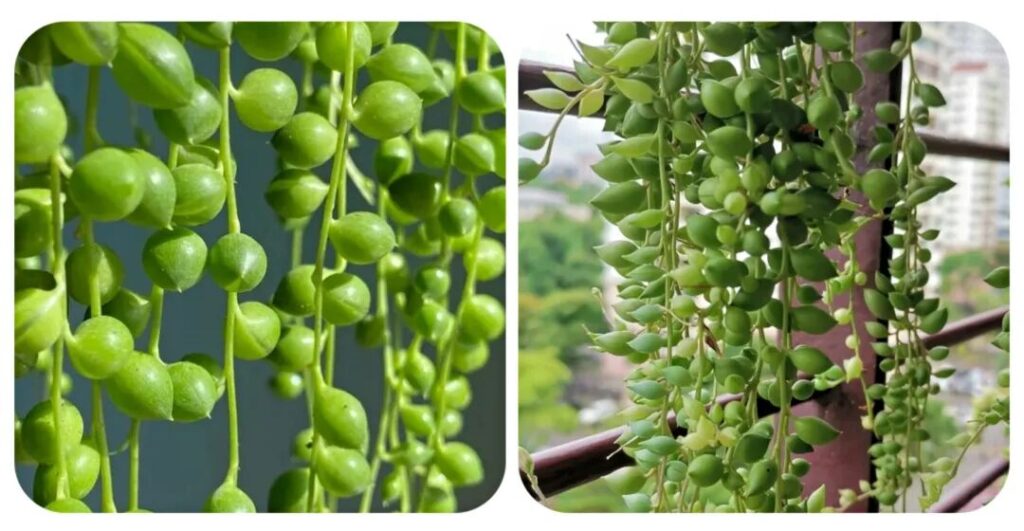100 beautiful succulent varieties for easy indoor care