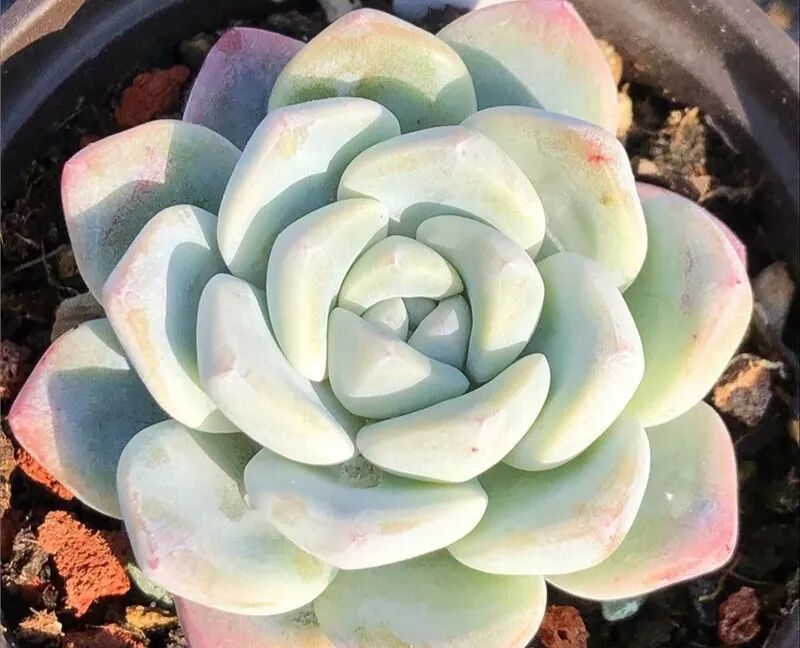 100 beautiful succulent varieties for easy indoor care