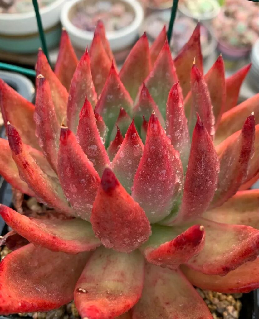 100 beautiful succulent varieties for easy indoor care