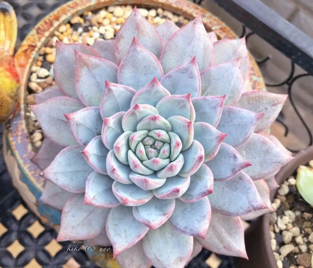 100 beautiful succulent varieties for easy indoor care